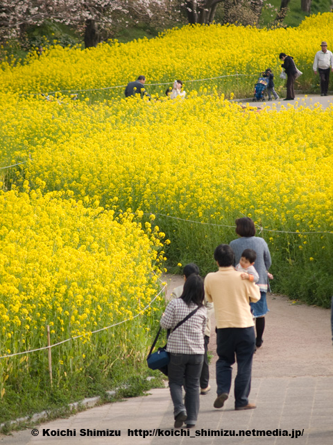 菜の花